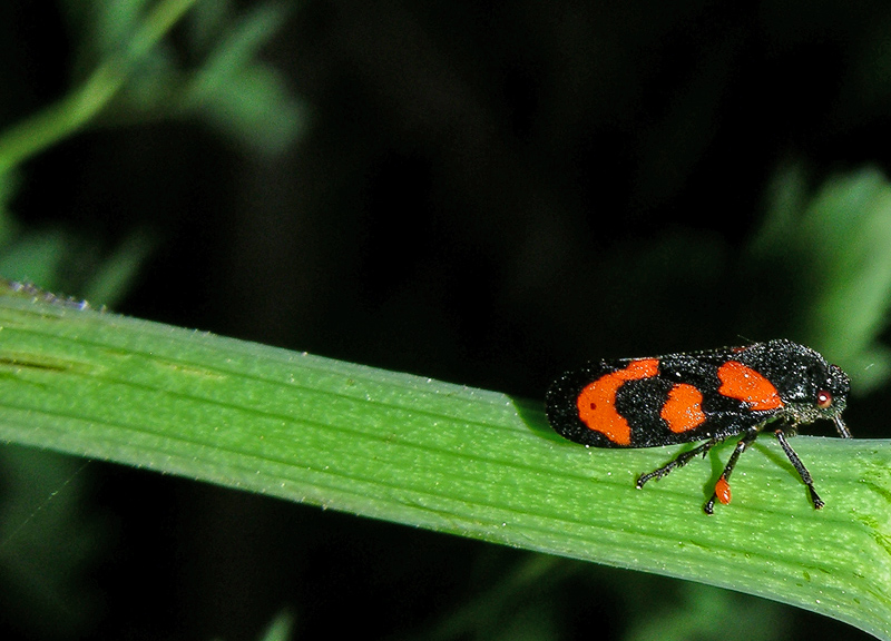 Bibio marci e Cercopis vulnerata